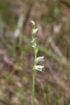 Texas lady's tresses